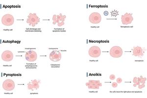 Exploring New Frontiers in Breast Cancer Therapy: The Impact of Ubiquitin-Specific Proteases on Programmed Cell Death