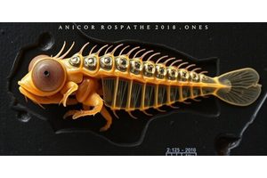 Ancient Fossil Study Uncovers Earliest Larval Eyes Capable of High-Resolution Vision