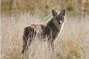 Neuroscientist at USU Secures NSF Grant to Investigate Coyote Pair-Bond Formation