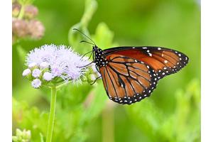 U.S. Butterfly Population Declines by 20% Since 2000: A Cause for Concern