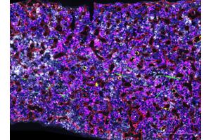 Positive Genetic Adaptations Detected in Regular Blood Donors