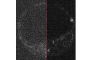 Quantum-Inspired Cameras Reveal the Dawn of Life