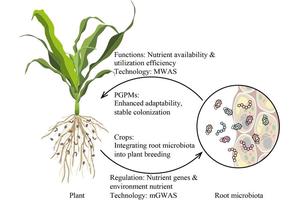 Exploring the Interaction Between Plants and Root Microbiota in Nutrient Uptake
