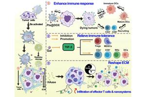 NWPU Unveils Engineered Platelet-Based Nano-Aircraft for Targeted Tumor Chemoimmunotherapy and Precision Drug Delivery