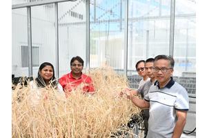 Advancements in Wild Barley Genomics Set the Stage for Climate-Resilient Crops