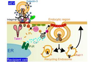 Tiny Extracellular Vesicles Facilitate Intercellular Communication Through Protein Signals