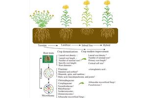 Transforming Root Systems and Microbial Communities: The Impact of Crop Domestication and Improvement