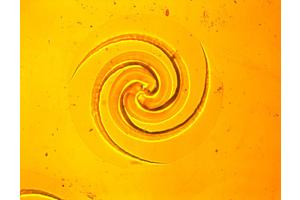 Unraveling the Secrets: How Chemistry and Force Create Enigmatic Spiral Patterns on Solid Surfaces