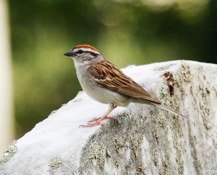 Chipping Sparrow
