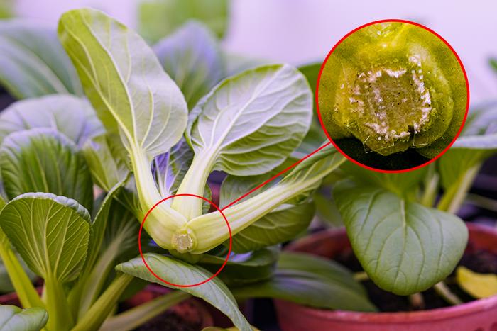Plant micro needles