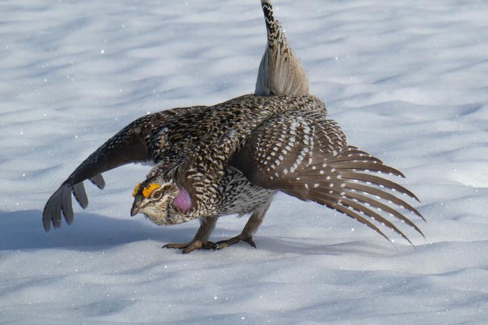 Sharp-tailed grouse