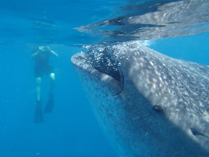 Dr. Craig McClain photographing a whale shark off the coast of Cancun, Mexico, to collect body size data.