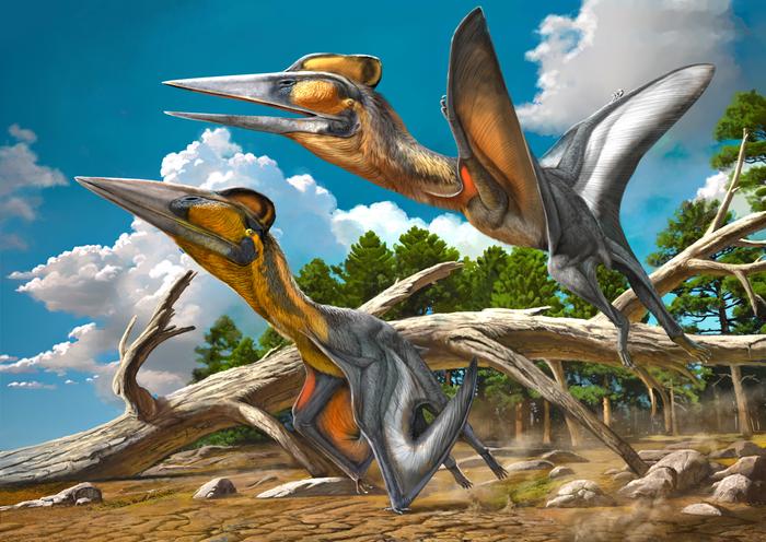 Visualization of the Proposed Appearance of Nipponopterus mifunensis (Art by Zhao Chuang)
