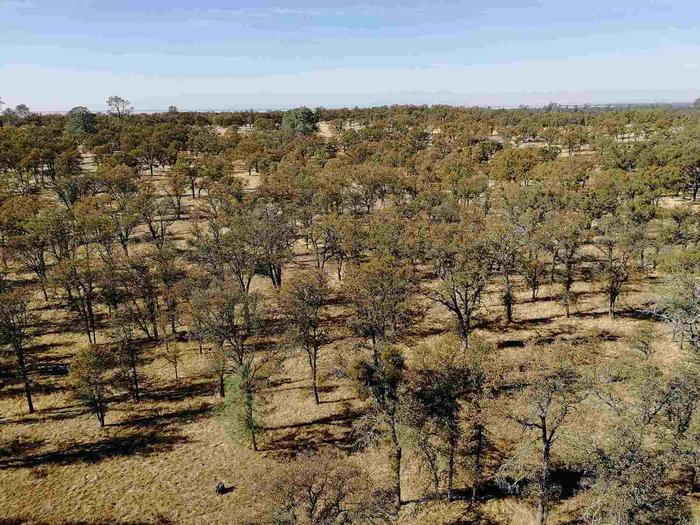 Intact Mediterranean-type oak savanna (Tonzi Ranch), a research site of the University of California, Berke-ley, whose researchers contributed to the study