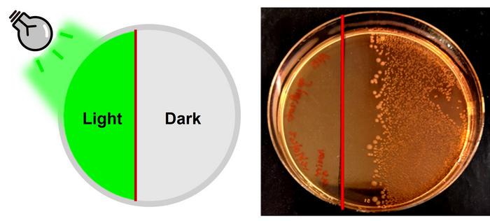 Green light activates this antibiotic only where it’s needed