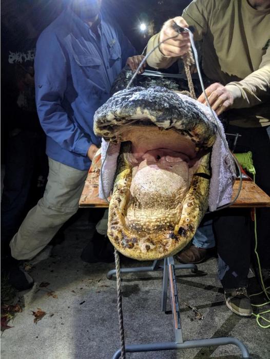 Alligator research