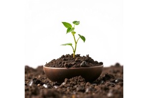 Keystone Taxa Balance Stability and Performance in Sludge