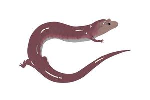 Giant Ancient Salamander Unearthed in ETSU Fossil Discovery