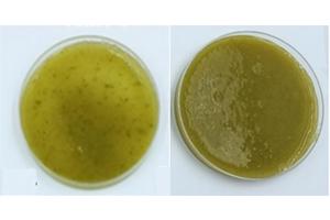 Pasteurizing Fruit Smoothies May Enhance Digestion of Beneficial Polyphenols