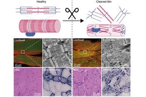 Innovative Technique Unveils Role of Mechanical Proteins in Muscular Disorders