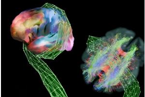 Charting the Links Between Brain Structure and Function