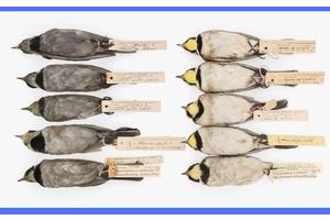 Museum Specimens Reveal Fresh Insights into Pollution History