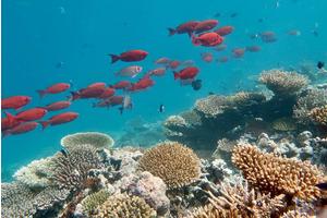 New Study Questions the Idea of Coral Reefs as Marine Oases