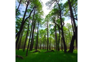 Refined Estimates Boost Reforestation’s Climate Impact