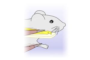 Mice Identify Artificial Limb as Part of Their Body, Study Finds