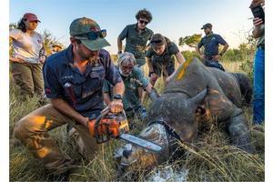 Dehorning Rhinos Cuts Poaching in Greater Kruger Reserves by 78% Between 2017 and 2023