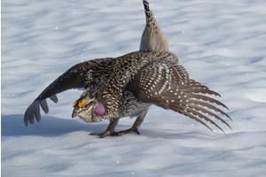Possible Distinct Subspecies of Sharp-Tailed Grouse Identified in South-Central Wyoming