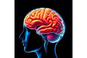 Family History, Inflammation Linked to Cerebellum in Depression