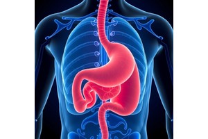 Lipid and Visceral Indices Predict Gastric Cancer Survival