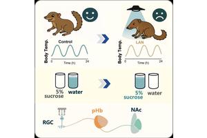 Research reveals nighttime light exposure triggers depression through distinct brain circuit in tree shrews