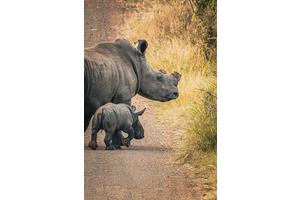Research Reveals Dehorning Rhinos Significantly Cuts Poaching Rates