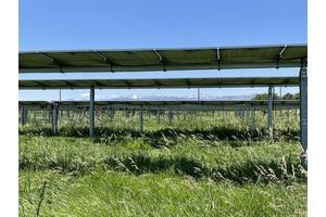 Study Reveals How Solar Arrays Support Grassland Resilience During Drought