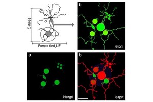 Nesprin-2’s BH3-Like Motifs Trigger Cell Death
