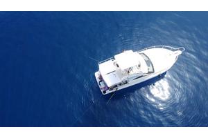 Innovative Study Charts the Movements of Marine Megafauna