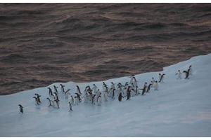 Antarctic Krill Fishing: Overlaps and Ecological Consequences Explored