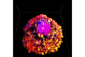 Chinese Scientists Revolutionize Regenerative Medicine by Turning the “Dispensable” Spleen into a Universal Healing Hub