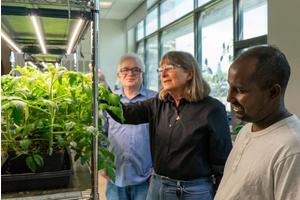 Scientists Create First Genetic “Toggle Switch” in Plants, Opening New Horizons for Advanced Farming