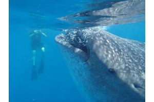 Groundbreaking Body-Size Database Unlocks Solutions for Marine Life Conservation