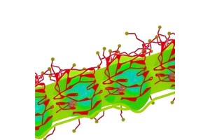 Cathepsin C Drives M2 Macrophage Tumor Growth