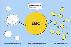 Scientists Block Newly Discovered Cancer Cell Energy Pathway Using Natural Compound