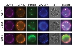 Advancing the Recreation of the Brain’s Immune System in a Dish