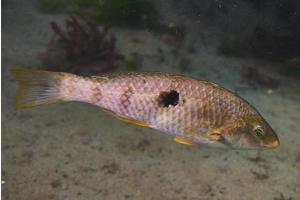 Sex-changing fish rapidly establish dominance, new study reveals
