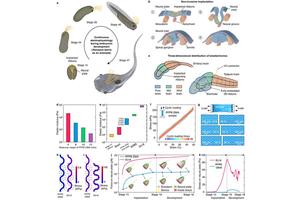 Soft, Flexible Neural Implants Integrated into Cyborg Tadpoles