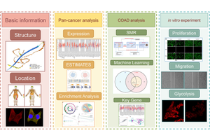 ENTR1 Drives Colon Cancer via Glycolysis