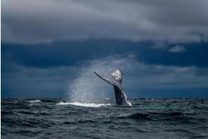 UN-Backed Study Highlights How Tracking Ocean Giants Advances Marine Conservation