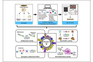 Live 3D Visualization Uncovers Powerful Antibacterial and Antibiofilm Effects Against Superbugs